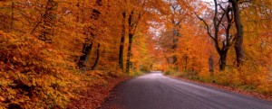 fallingleaves